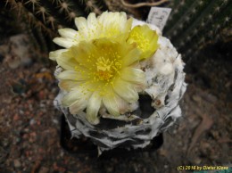 Copiapoa hypogaea v. barquensis 